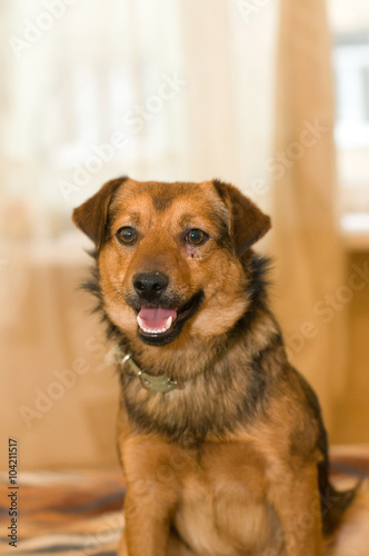 Cute mixed breed dog portrait at home © GrasePhoto