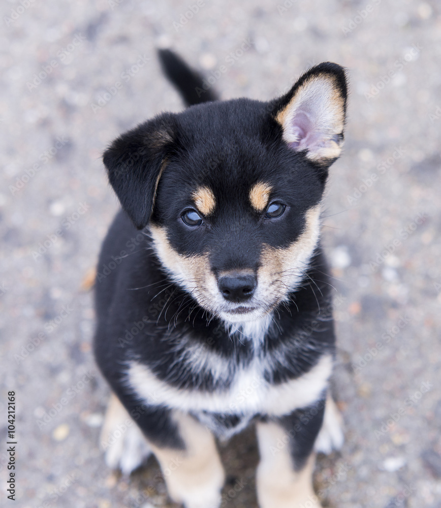 shiba inu puppy