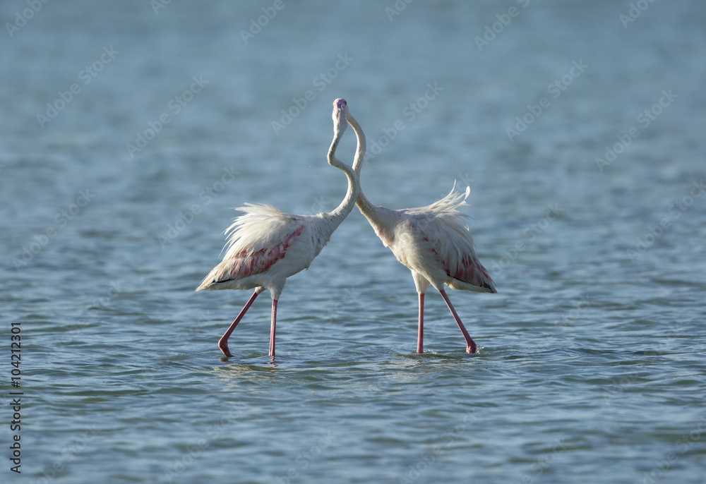 Greater Flamingos making love, Arad bay