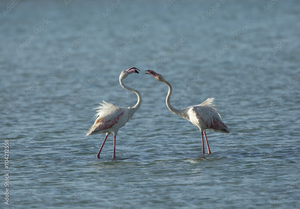 A pair of Greater Flamingos playing