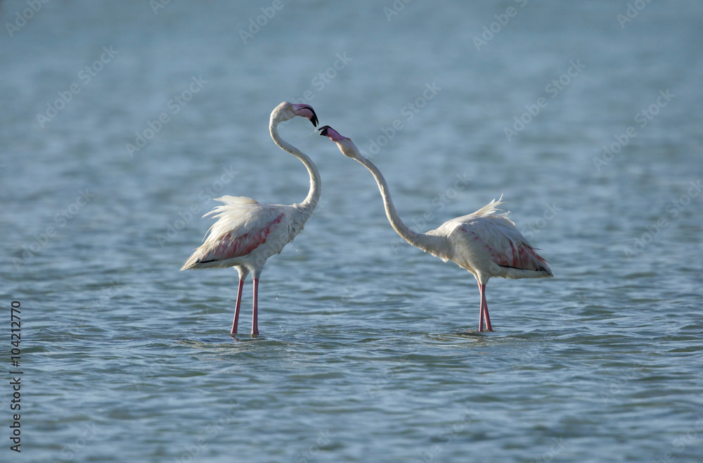 Courtship of Greater Flamingos