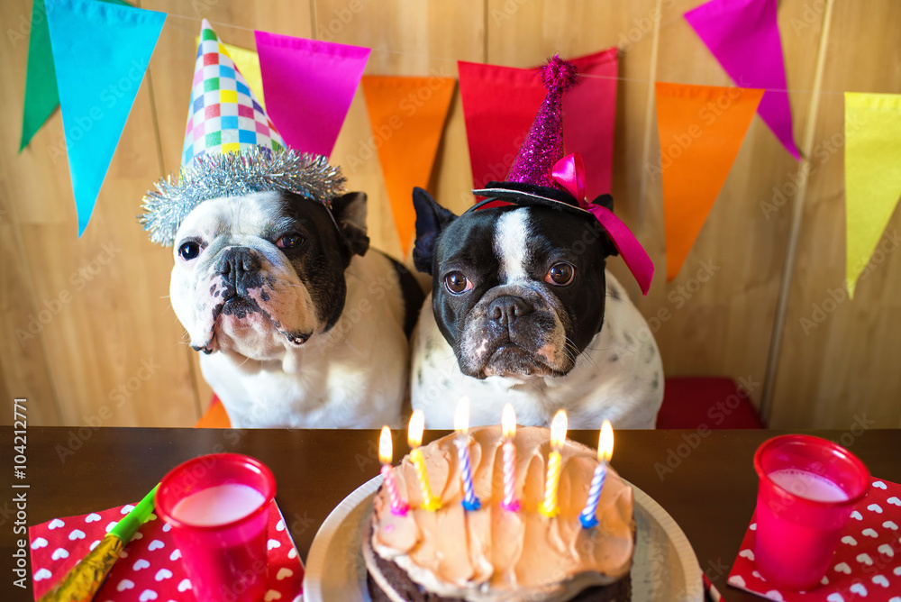 Couple of dogs on birthday party - obrazy, fototapety, plakaty 