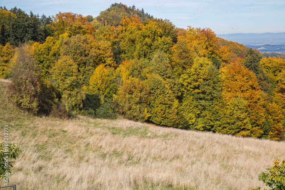 Fototapeta premium herbstlich verfärbte Wälder schmiegen sich an sanftes Hügelland
