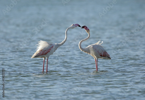 Courtship of beautiful Greater Flamingos
