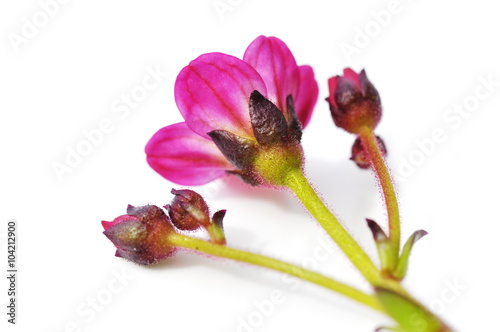 Fotografie Pink saxifrage isolated on white background