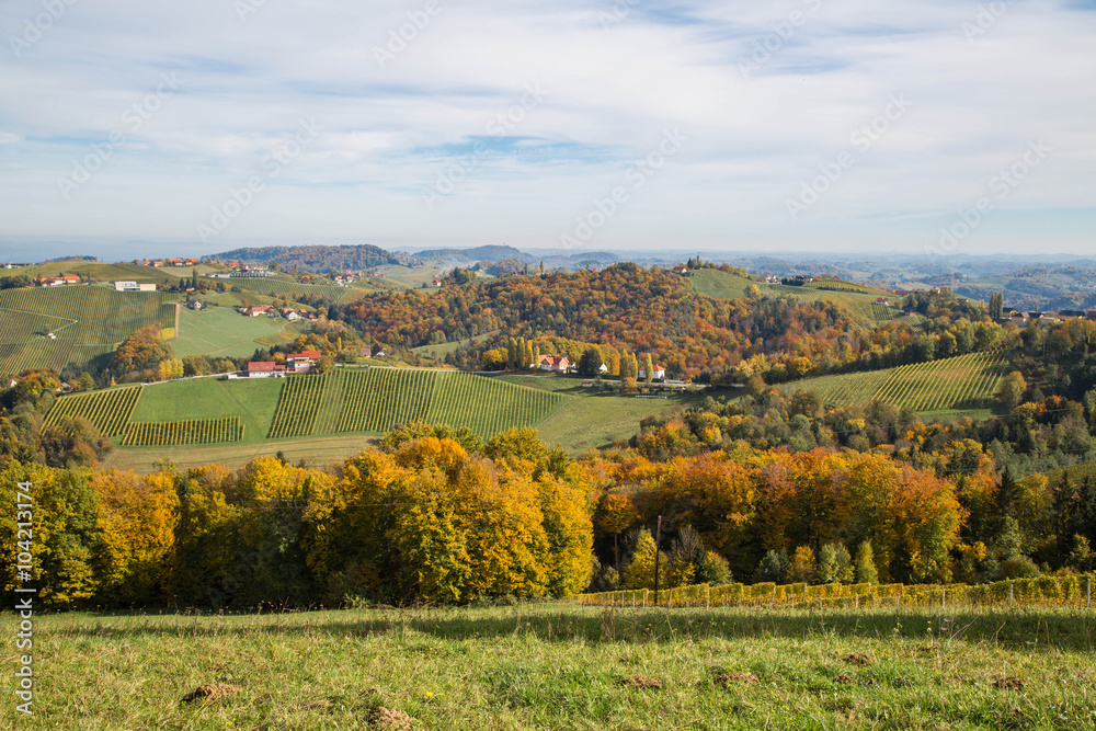 Obraz premium Herbstlich verfärbte Weinberge im südsteirischen Hügelland