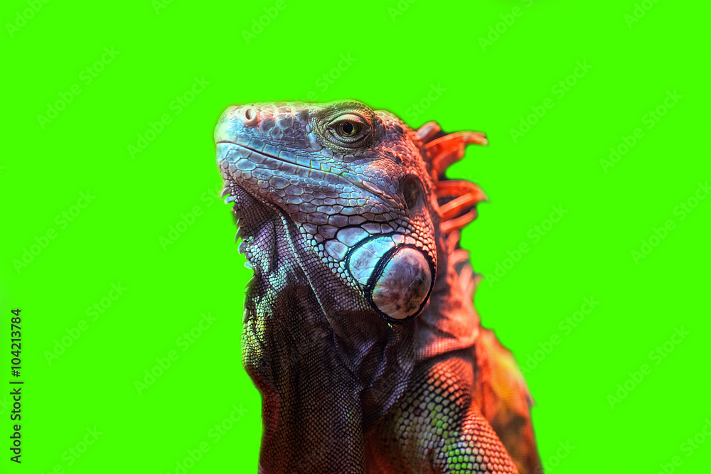 Fototapeta premium lizard