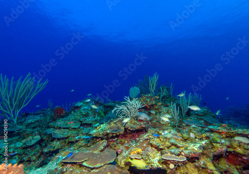 Colorful Coral Landscape of Caribbean Sea © Rostislav Ageev