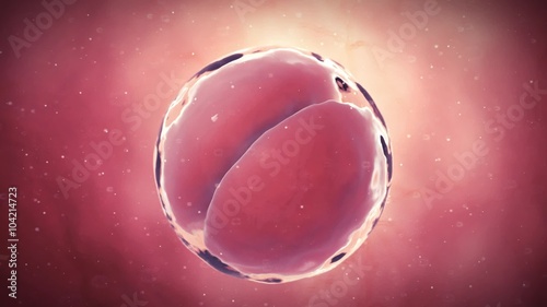 medical 3d animation of a 2 stage egg cell photo