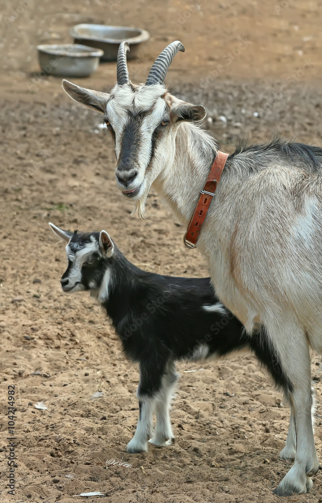 Mother goat and her kid, Farm animals, shooting outdoors. Mother goat and her kid, Farm animals, shooting outdoors.