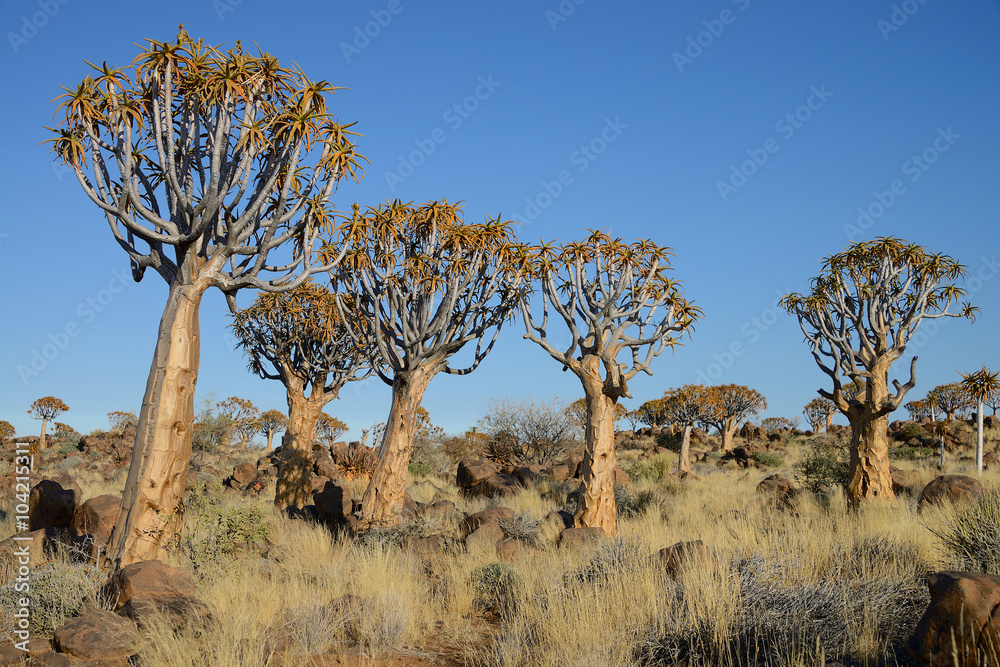 Quiver Trees, Keetmanshoop, Namibia Quiver Trees, Keetmanshoop, Namibia