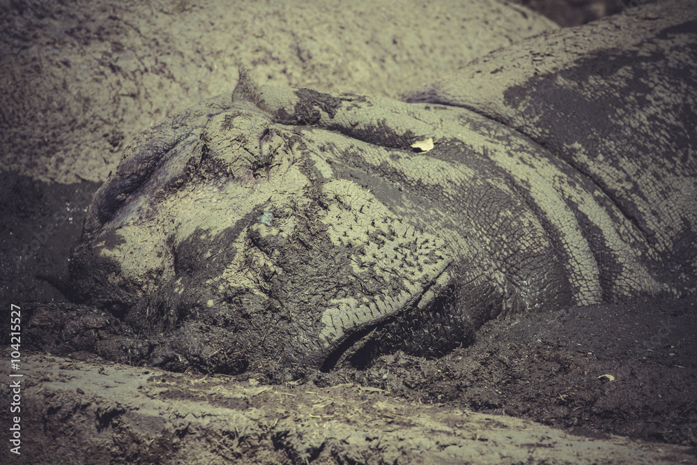 hippo resting in the mud