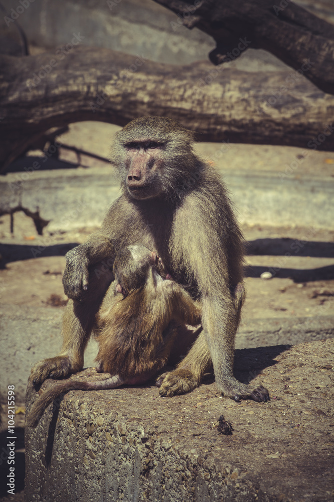 Fototapeta premium Baboon (Papio hamadryas ursinus)