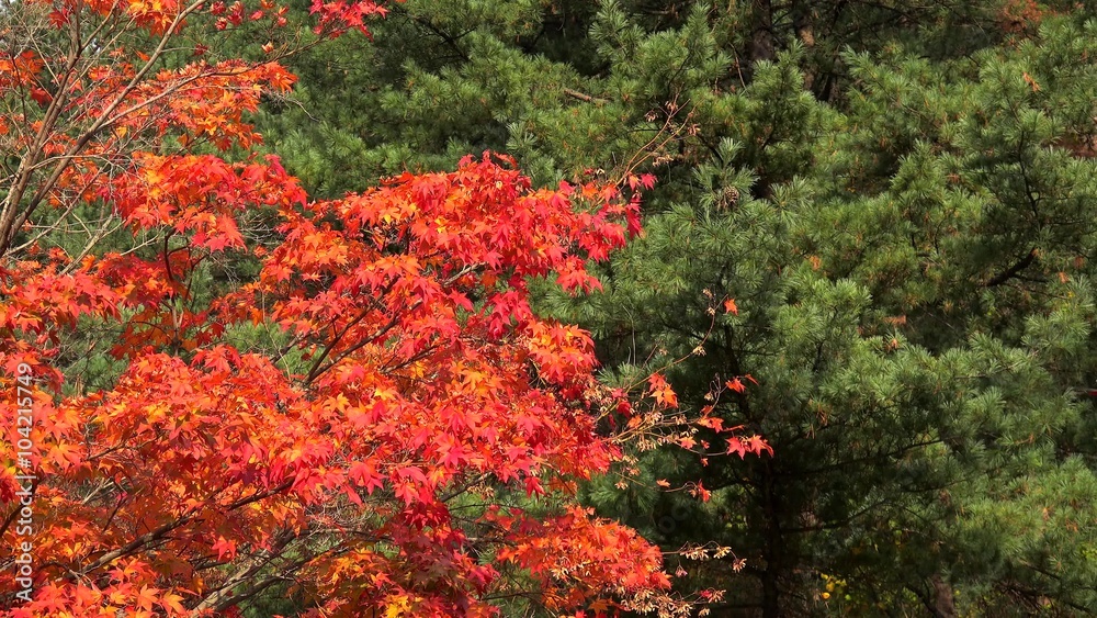Bright red leaves of Japanese Maple (Acer palmatum) at autumn. Bright red leaves of Japanese Maple (Acer palmatum) at autumn.