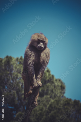 Baboon (Papio hamadryas ursinus) in a tree