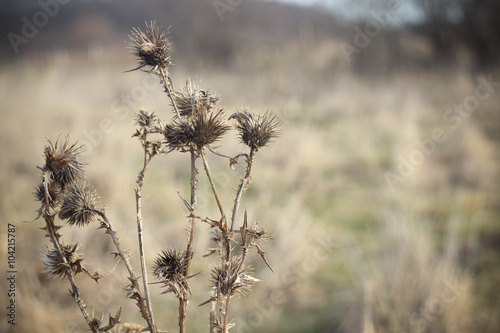 Dry brown grass in autumn field closeup © voldemar_lemberg