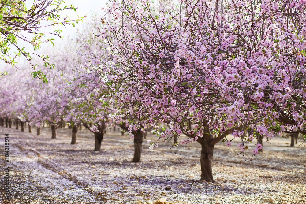 Fototapeta premium Alley of pink almond trees