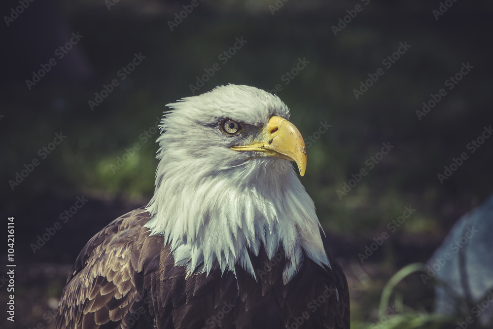 American Bald Eagle (Haliaeetus leucocephalus) American Bald Eagle (Haliaeetus leucocephalus)