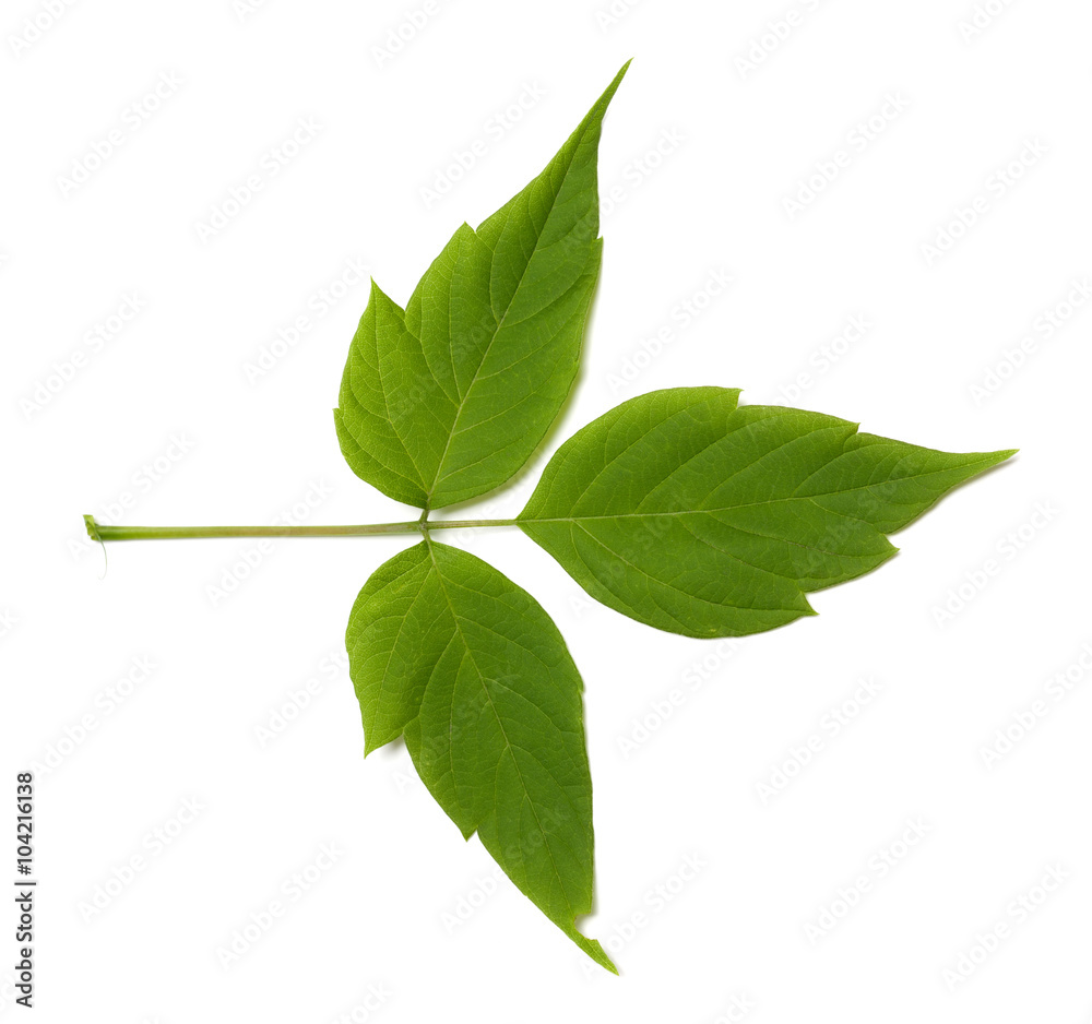 Green maple ash (acer negundo) leaf Green maple ash (acer negundo) leaf