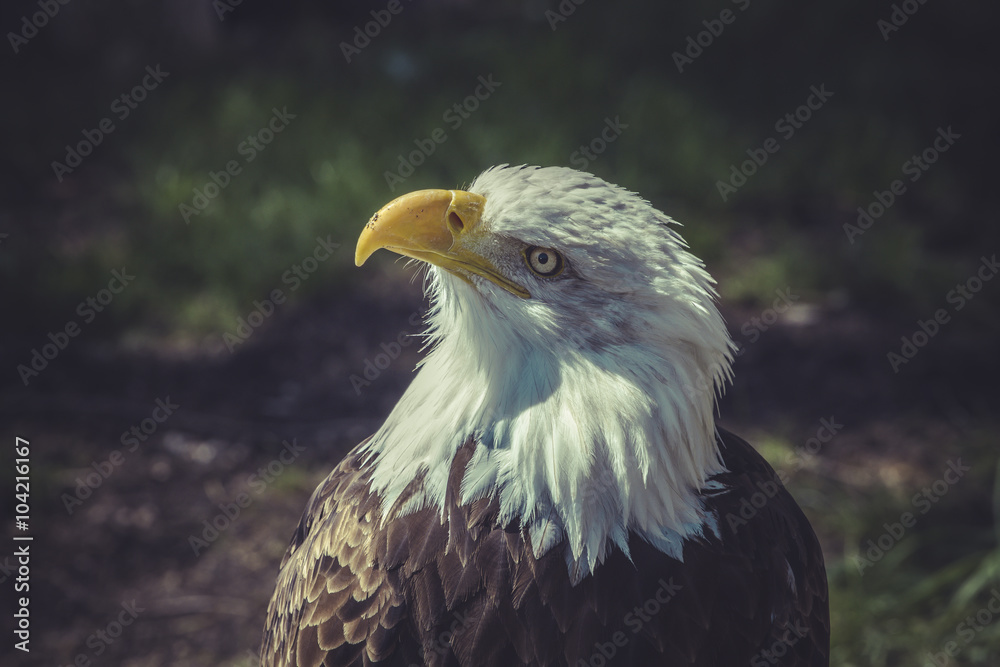 Fototapeta premium American Bald Eagle (Haliaeetus leucocephalus)