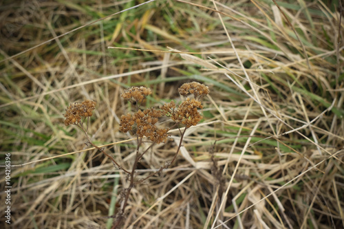 Dry brown grass in autumn field closeup