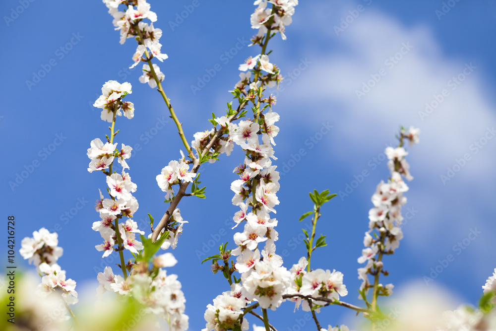 Bramches of almond tree with white flowers Bramches of almond tree with white flowers