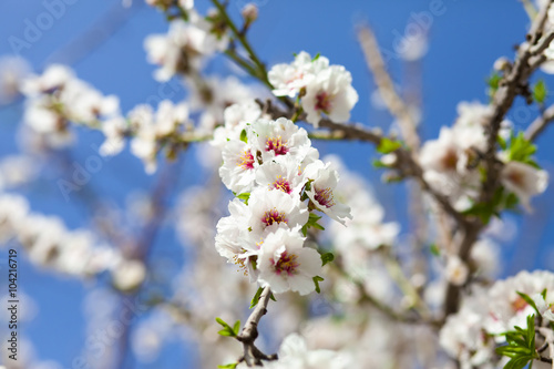 White almond in blossom