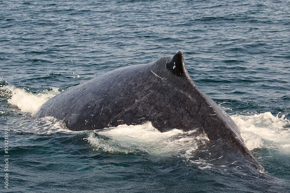 Fototapeta premium humpback whale diving near st lucia south africa