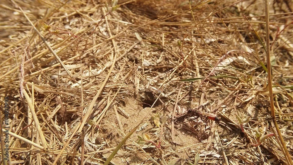 Wasps Using Earthy Entry Into Their Housing That is Covered With Grass Wasps Using Earthy Entry Into Their Housing That is Covered With Grass