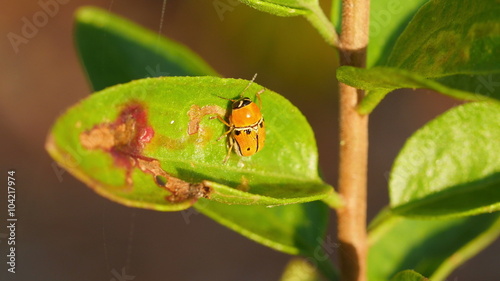 4K Case-bearing Leaf Beetle (Griburius larvatus) 2 photo