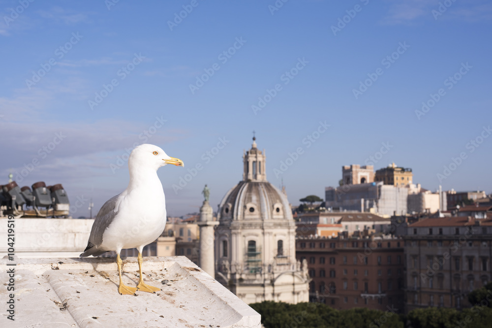 Seagull with background of view from Altare della Patria of the Roman Forum. Seagull with background of view from Altare della Patria of the Roman Forum.
