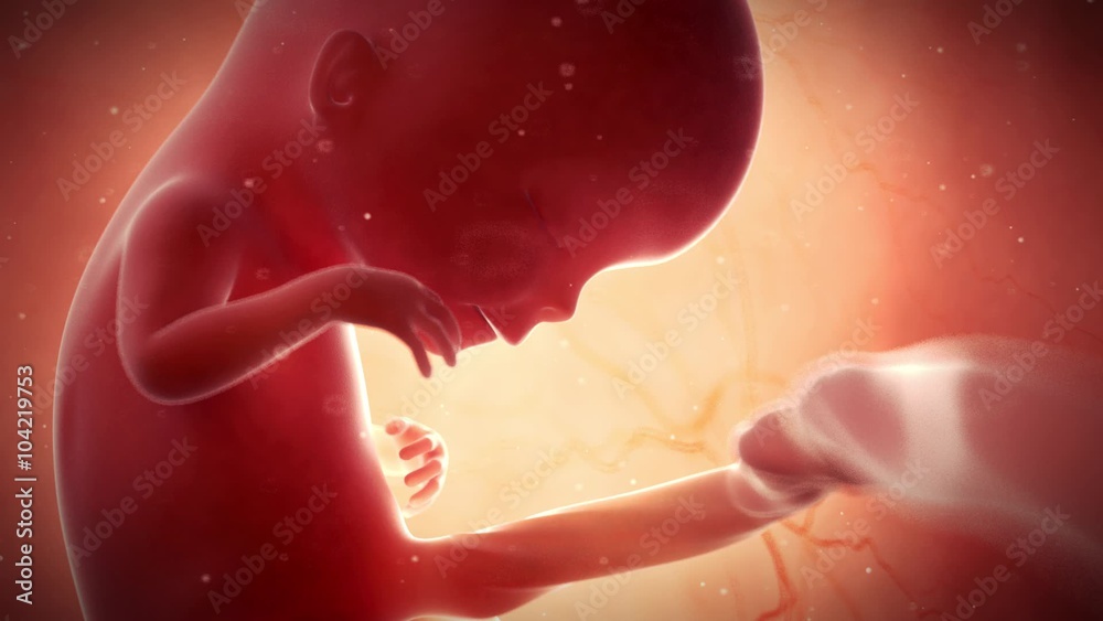 medical 3d animation of a fetus - week 12 medical 3d animation of a fetus - week 12