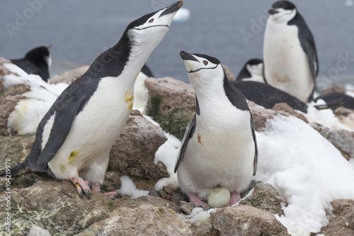 Chinstrap penguins  Antarctica.