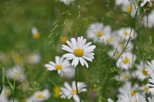 Margarite auf der Blumenwiese