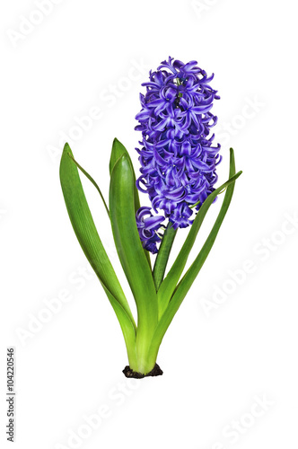 Hyacinth purple flower with no background/Single Hyacinth purple flower with no background in small patch of dirt