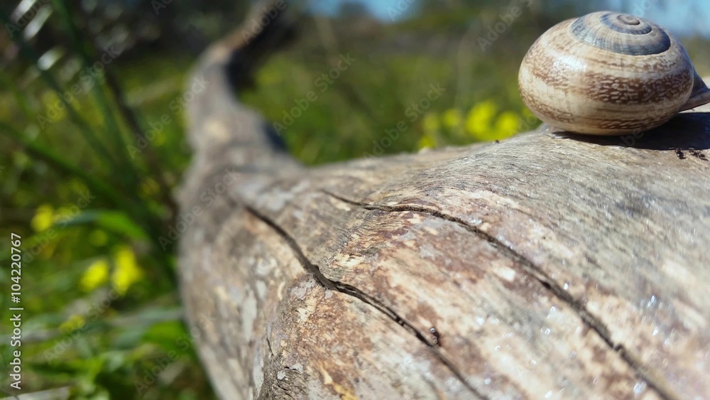 4k Ants and snails in a wooden trunk 4k Ants and snails in a wooden trunk