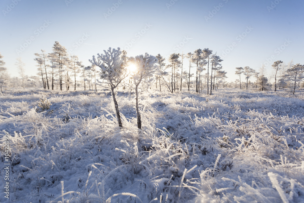 Frosty morning at forest. Landscape with the frozen plants, trees and water. Kemeri National park in Latvia Frosty morning at forest. Landscape with the frozen plants, trees and water. Kemeri National park in Latvia
