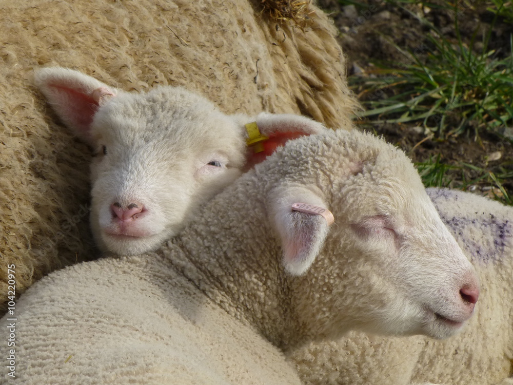 Two lambs resting on the flanks of their mother in the early spring sunshine Two lambs resting on the flanks of their mother in the early spring sunshine
