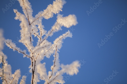 rosted branch with clear blue sky and shallow focus