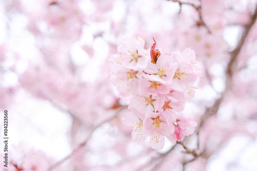 桜 桜