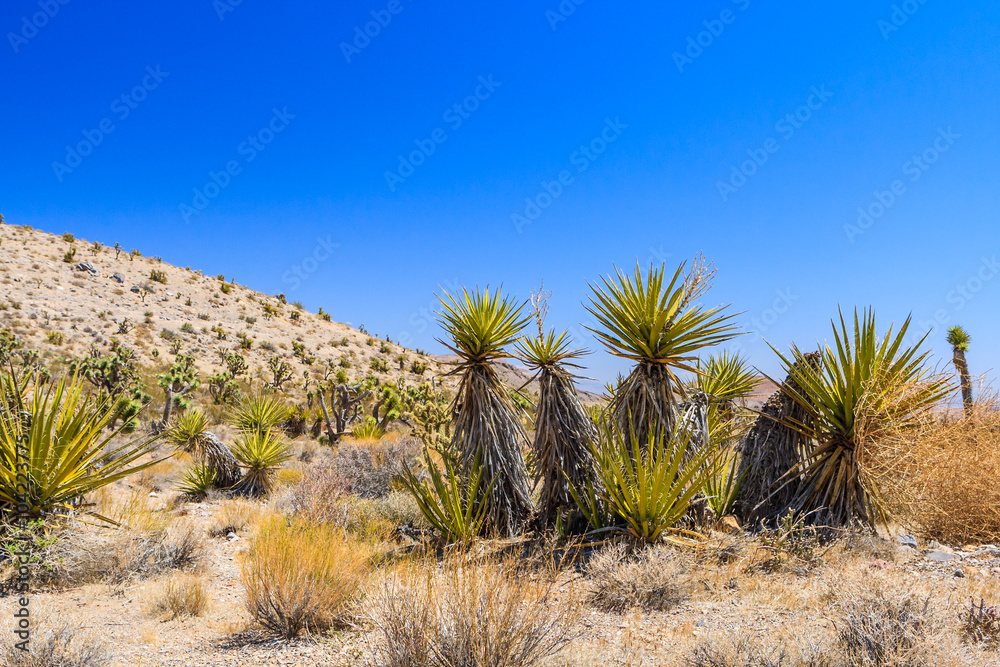 Cactus, Red Rock Canyon, Nevada, USA