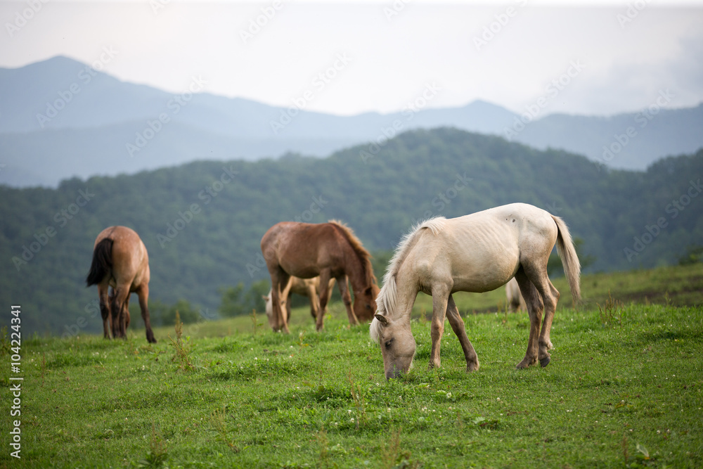 牧場の馬