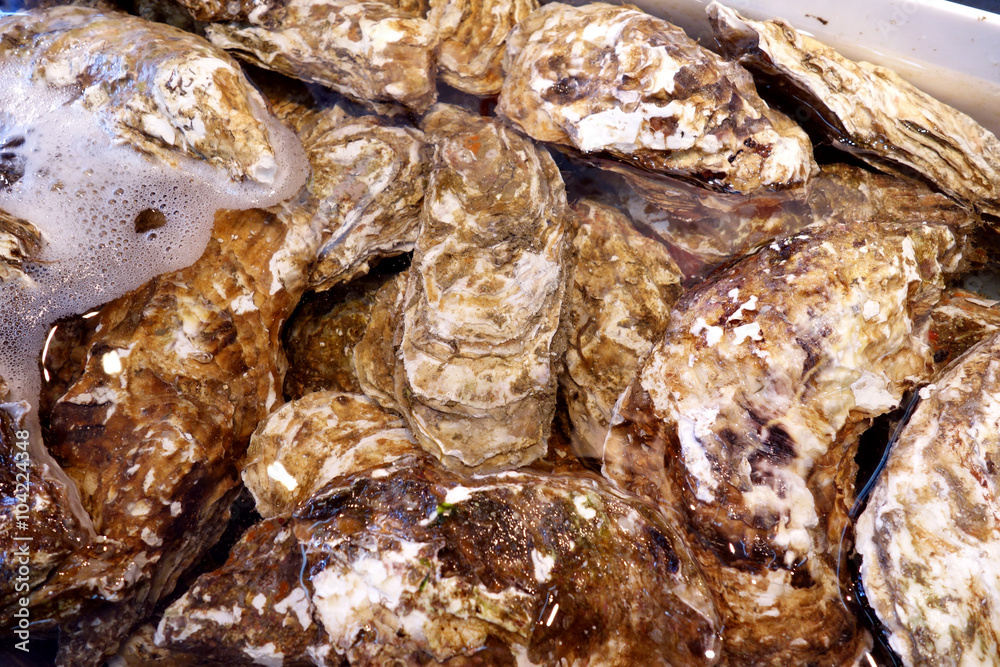 oysters oysters