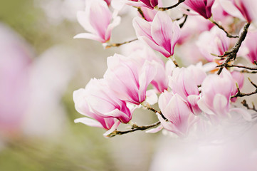 Keuken achterwand Magnolia Bloeiende magnoliaboom in lentetuin  © emmi