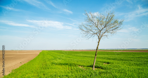Green wheat field  agricultural landscape