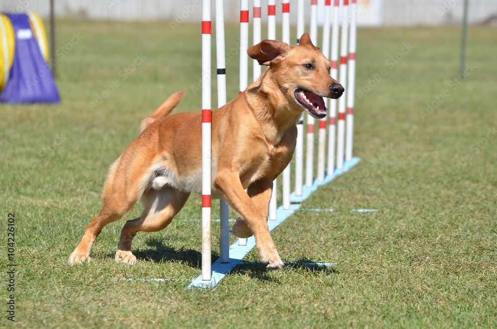 Yellow Labrador Retriever at Dog Agility Trial Yellow Labrador Retriever at Dog Agility Trial