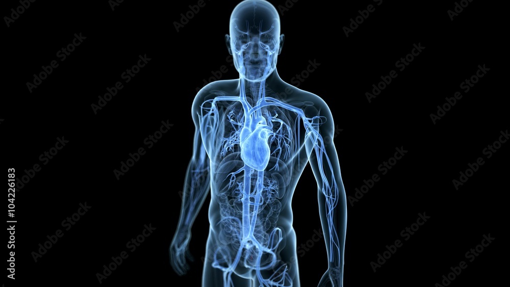 medical 3d animation of the beating heart