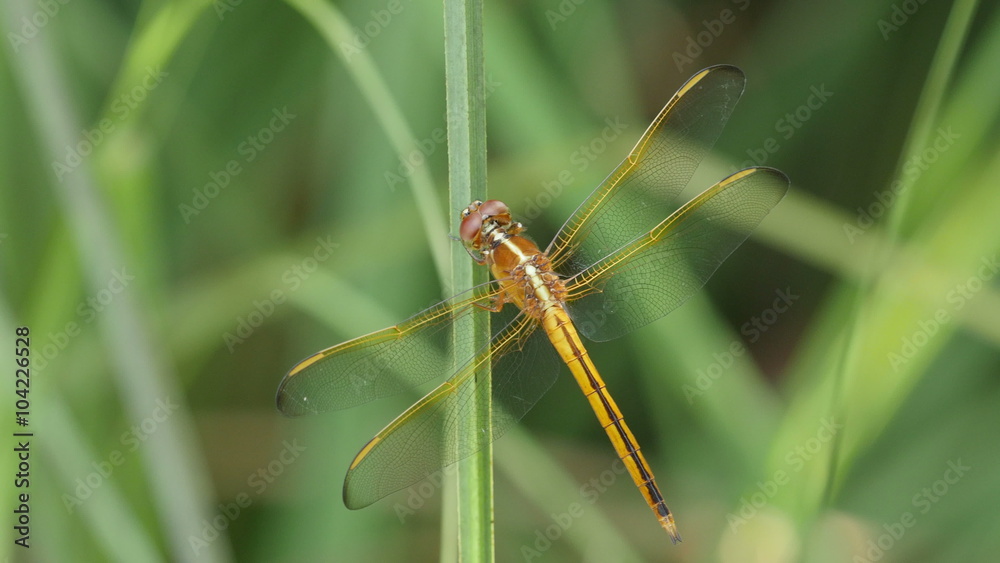 4K Golden-winged Skimmer (Libellula auripennis) Female 2 4K Golden-winged Skimmer (Libellula auripennis) Female 2