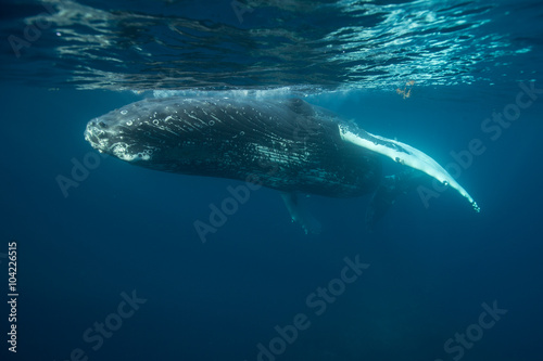 Humpback Whale © ead72
