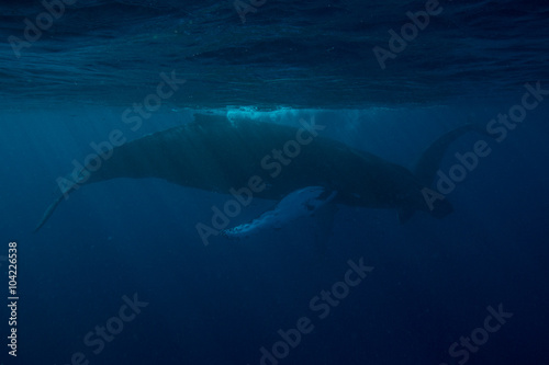 Humpback Whales in Dark Blue Water © ead72